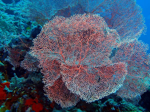 Gorgonian coral, ön Bali, Pemuteran — Stockfoto