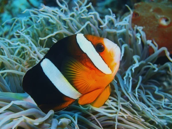 Ryby klaun, ostrov Bali, Pemuteran — Stock fotografie