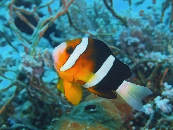 Ryby klaun, ostrov Bali, Pemuteran — Stock fotografie