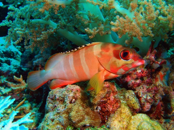 Grouper, wyspy Bali, w mieście Pemuteran — Zdjęcie stockowe