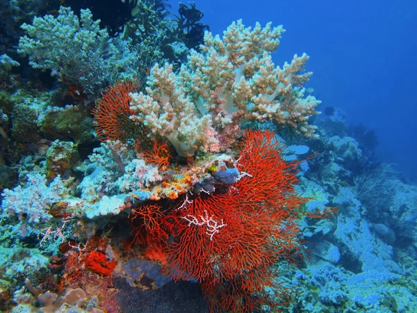 해 산호, 발리 섬, 페 무 테 란 스톡 사진
