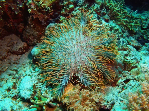 Deniz yıldızı, Adası Bali, Pemuteran — Stok fotoğraf