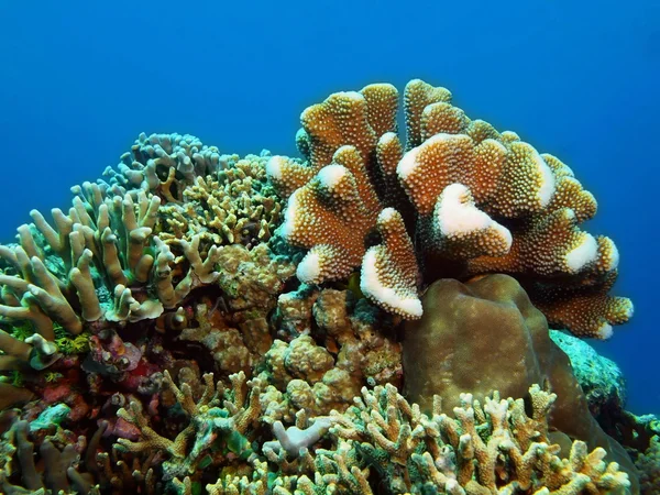 Steinkorallen, Insel Bali, Pemuteran — Stockfoto