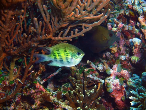 Korallenfische, Insel Bali, Gebärmutterhaut — Stockfoto