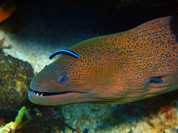 海鳗 eei，巴厘岛，佩母德兰 — 图库照片
