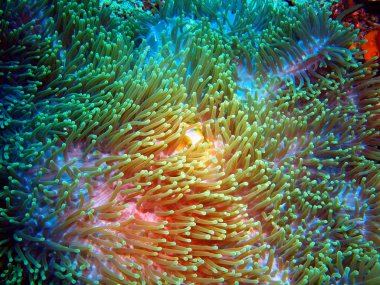 Sea anemone, Island  Bali, Pemuteran clipart