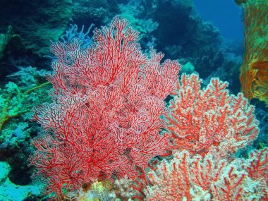 Gorgonian mercan, Adası Bali, Pemuteran