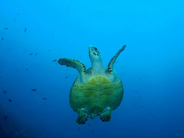 Tengeri teknős, Bali szigetén Pemuteran — Stock Fotó