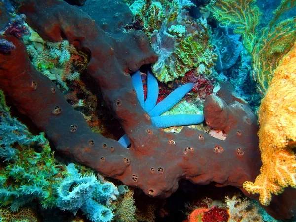 Demosponge, Ilha Bali, Pemuteran — Fotografia de Stock