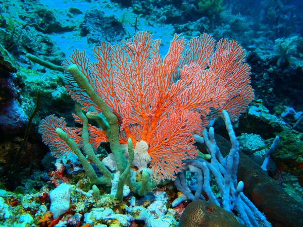 Gorgonian korall, Bali szigetén Pemuteran — Stock Fotó