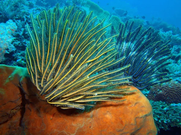 Seelilie, Insel-Bali, Gebärmutter — Stockfoto