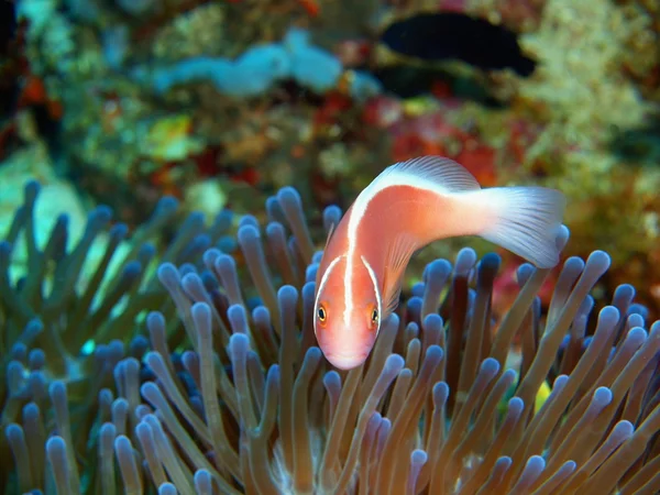 Pagliaccio-pesce, Isola di Bali, Pemutero — Foto Stock