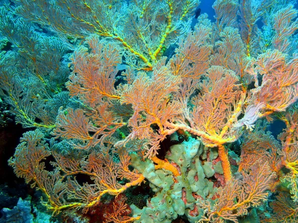 Gorgonien Korallen, Insel Bali, Gebärmutter — Stockfoto