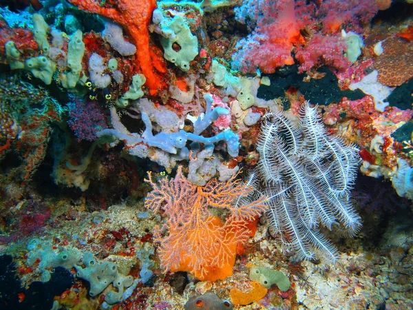 Crinoid, Island  Bali,  Pemuteran — Stock Photo, Image