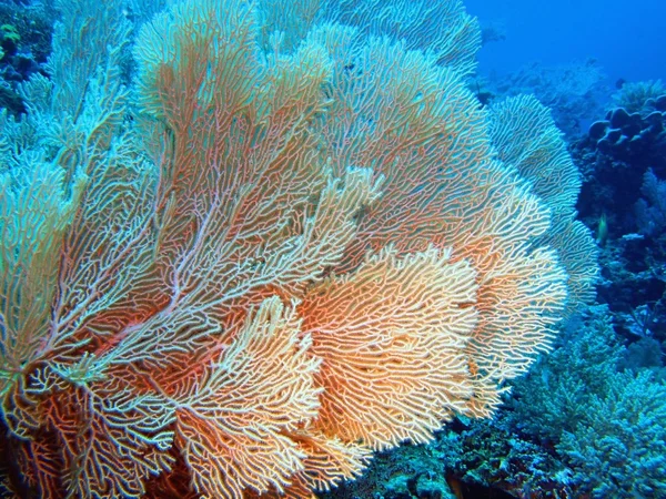 Coral gorgoniano, Isla de Bali, Pemútero — Foto de Stock