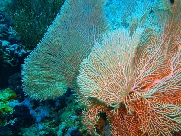 Corallo gorgonese, Isola di Bali, Pemutero — Foto Stock