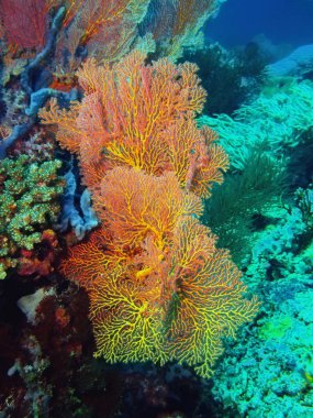 Gorgonian mercan, Adası Bali, Pemuteran