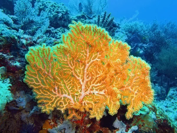 Gorgonian coral, ön Bali, Pemuteran — Stockfoto