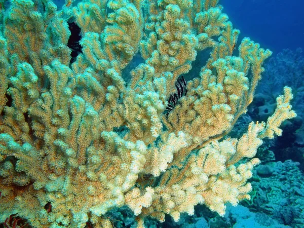 Morbido corallo, Isola di Bali, Pemutero — Foto Stock