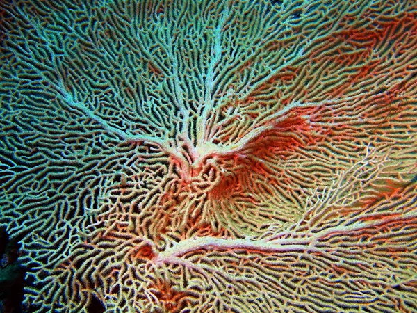 柳珊瑚，巴厘岛，佩母德兰 — 图库照片