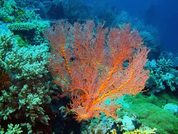 Gorgonian coral, ön Bali, Pemuteran — Stockfoto