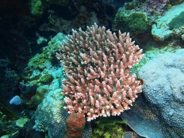 Taş mercan, Adası Bali, Pemuteran