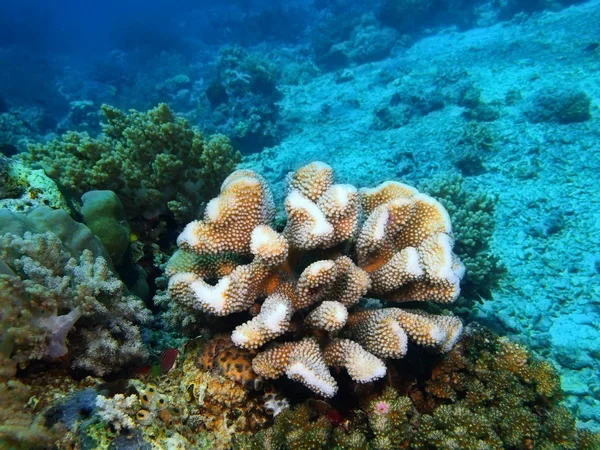 Stone koraal, eiland Bali, Pemuteran — Stockfoto