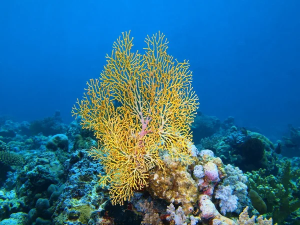 Hoornkoralen koraal, eiland Bali, Pemuteran — Stockfoto