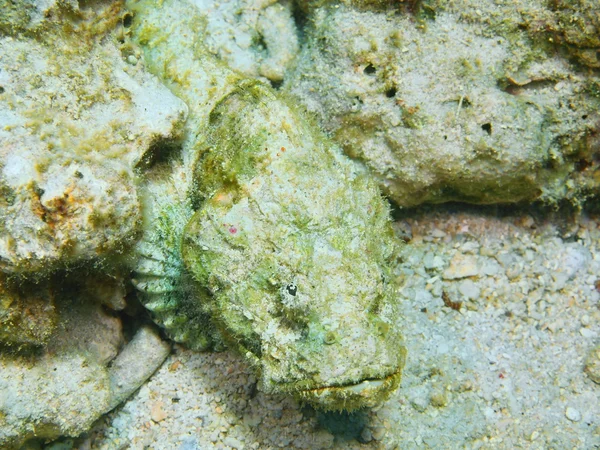 Skorpionfisch, Insel-Bali, Gebärmutterkrebs — Stockfoto