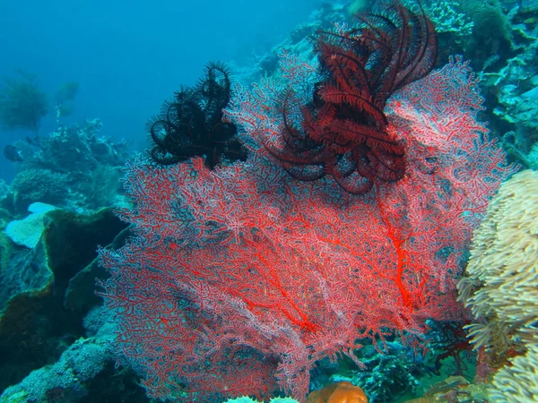 Coral gorgoniano, Isla de Bali, Pemútero —  Fotos de Stock