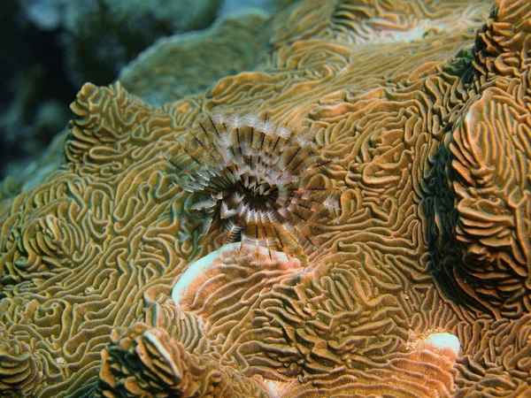 Corallo di pietra, Isola di Bali, Pemuterano — Foto Stock