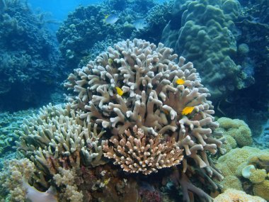 Taş mercan, Adası Bali, Pemuteran