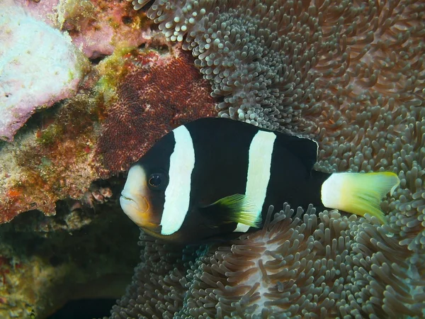 ピエロ、魚、バリ島、プムトゥラン — ストック写真