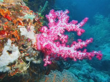 Soft coral, Island  Bali, Pemuteran clipart