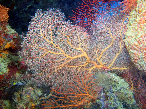 Hoornkoralen koraal, eiland Bali, Pemuteran — Stockfoto