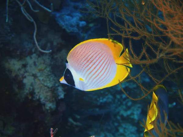 Korallenfische, Insel Bali, Gebärmutterhaut — Stockfoto