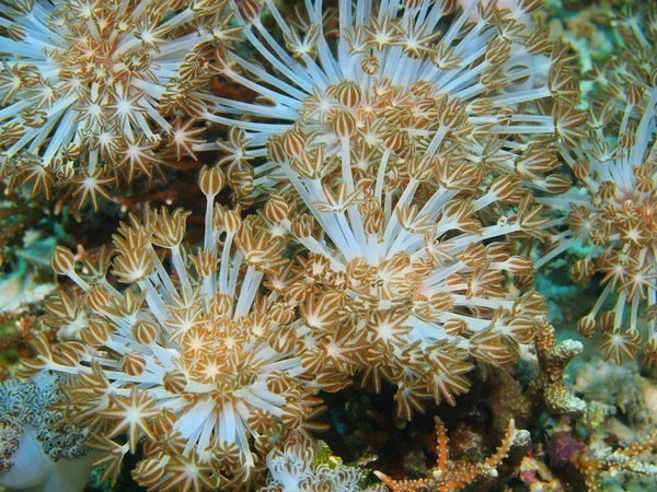 Soft coral, Island  Bali, Pemuteran — Stock Photo, Image