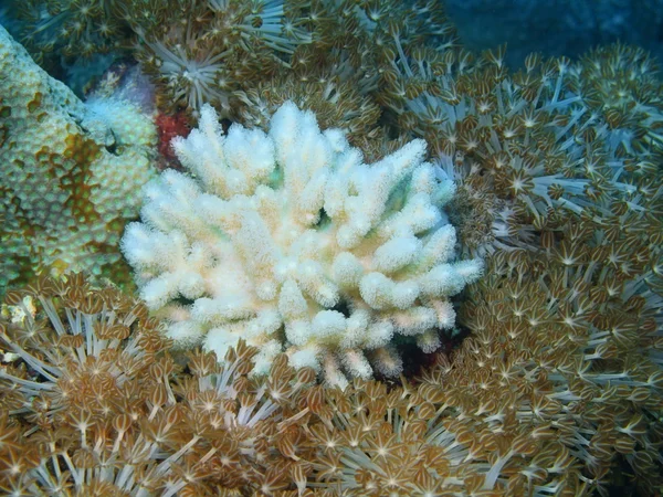 소프트 산호초, 발리 섬, 페 무 테 란 — 스톡 사진