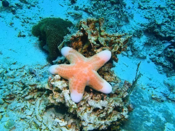 Deniz yıldızı, Adası Bali, Pemuteran — Stok fotoğraf