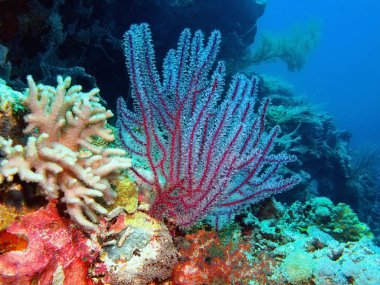 Gorgonian coral, Island  Bali, Pemuteran clipart