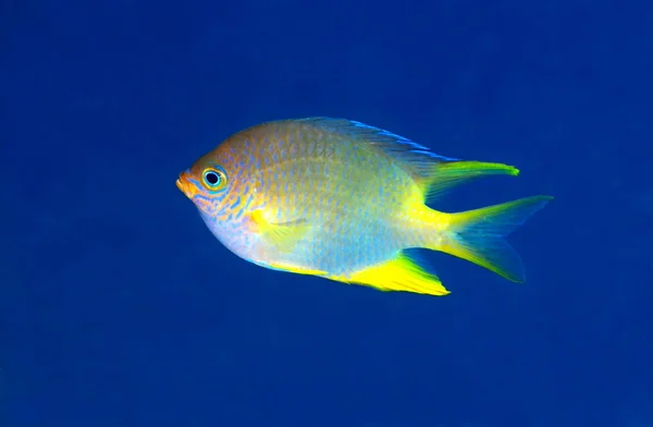 Peces coralinos, isla Bali Pemuteran — Foto de Stock