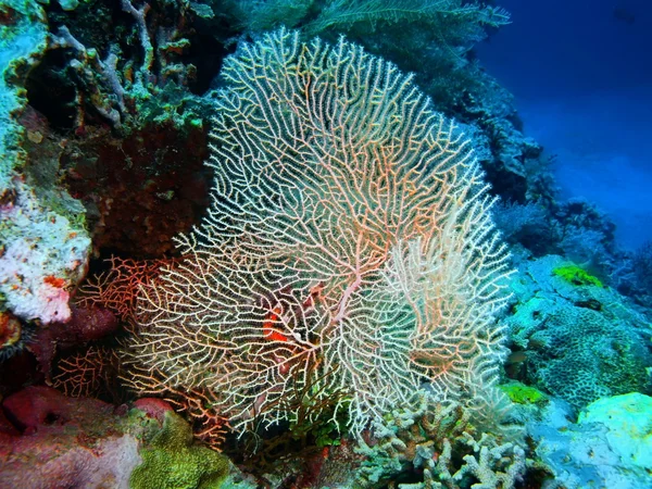 Hoornkoralen koraal, eiland Bali, Pemuteran — Stockfoto