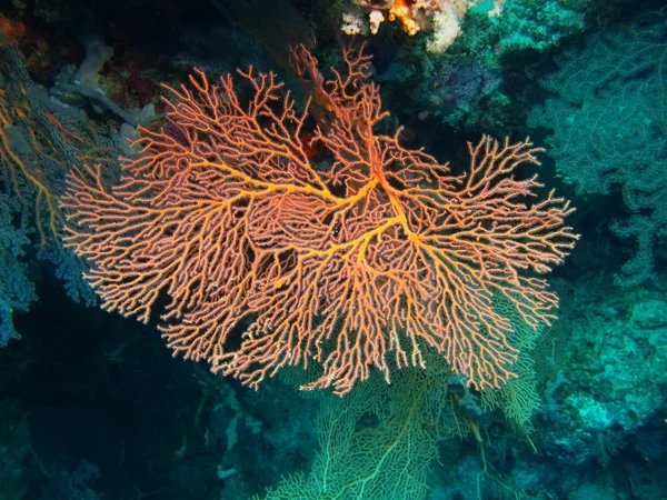 Gorgonien Korallen, Insel Bali, Gebärmutter — Stockfoto
