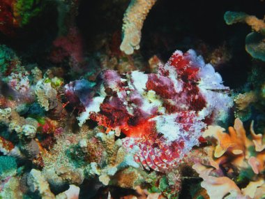 Scorpionfish, Adası Bali, Pemuteran