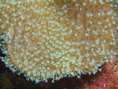 Yumuşak mercan, Adası Bali, Pemuteran