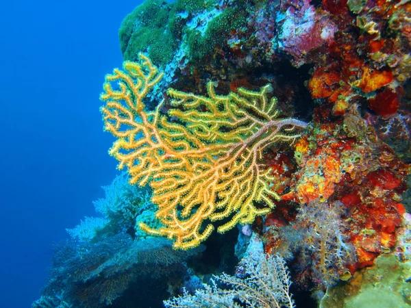 Coral gorgoniano, Isla de Bali, Pemútero — Foto de Stock