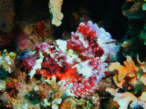 Scorpionfish, Isla Bali, Pemuteran —  Fotos de Stock