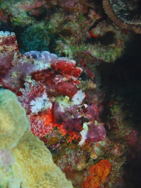 Scorpionfish, Isla Bali, Pemuteran — Foto de Stock