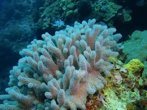 Coral blando, Isla de Bali, Pemuterino —  Fotos de Stock