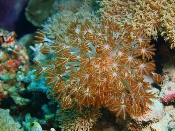 Morbido corallo, Isola di Bali, Pemutero — Foto Stock